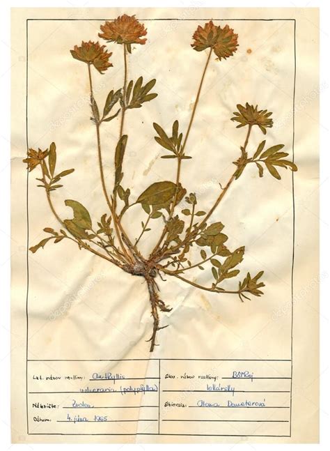 Herbarium Plants