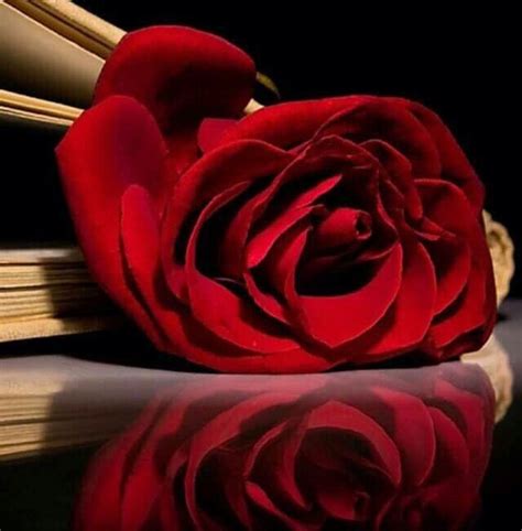 Pin By Gege Gege On Roses Love Wallpaper Backgrounds Love Wallpaper