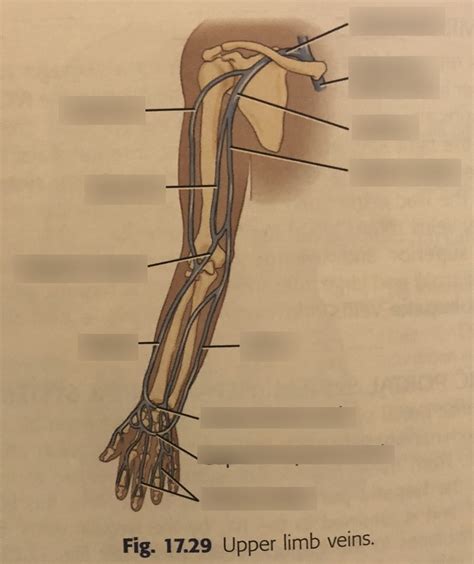 Upper Limb Veins Diagram Quizlet