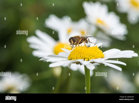 Tapered Dronefly Hi Res Stock Photography And Images Alamy