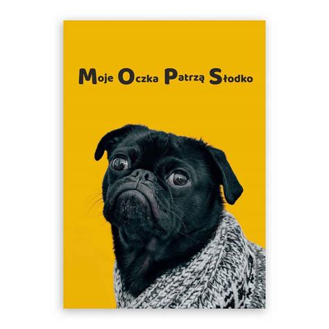 PLAKAT NA ŚCIANĘ 50x70cm HUMORYSTYCZNY pies mops poster ozdoba prezent