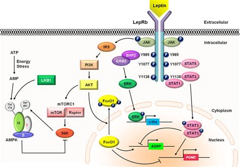 Signaling Pathways Of Leptin And Its Downstream Effectors Leptin Binds Download Scientific