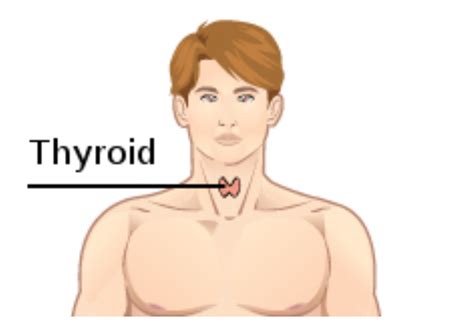 Thyroid Gland - Physiopedia