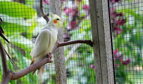 12 Best Cockatiel Cages Reviewed and Rated in 2025