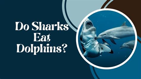 Do Sharks Eat Dolphins? Guide to Predatory Behavior | DolphinXpert.com