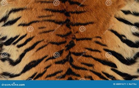 577 Siberian Tiger Skin Photos Free Royalty Free Stock Photos From