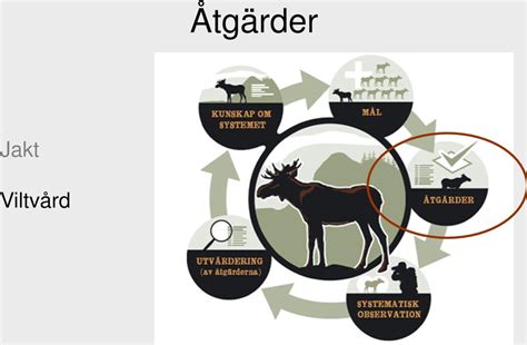 Adaptiv Lgf Rvaltning Ekologi F Doval Rovdjur Caroline Lundmark