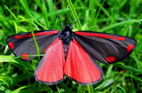 Animal Galaxy Cinnabar Moth