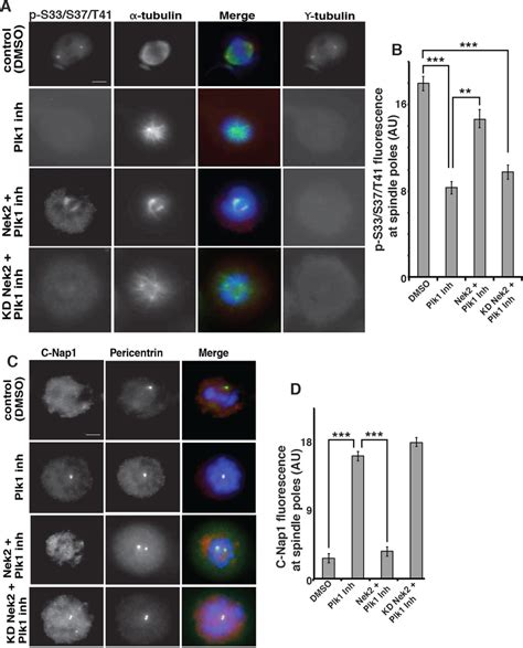 Nek2 Rescues Plk1 Inhibition Of Phospho S33 S37 T41 Reactivity At