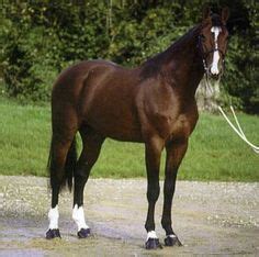 Selle Francais Horse Info, Origin, History, Pictures