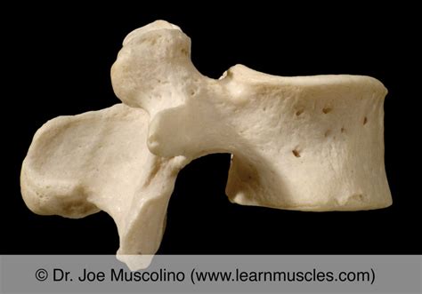 Lumbar Vertebrae Lateral View