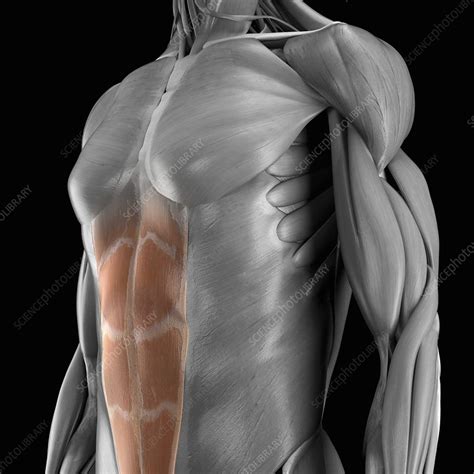 Abdominal Muscles Artwork Stock Image C020 2545 Science Photo