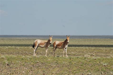 Khulan - Mongolian Wild Ass - Eternal Landscapes Mongolia