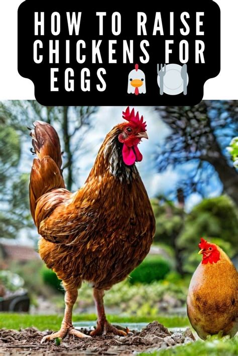 Laying The Foundation A Beginners Handbook To Egg Raising Chickens 🐣