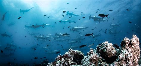 A Deep Dive With Sharks In Mexico S Sea Of Cortez Then And Now