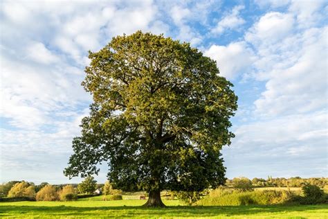 Complete Guide to Oak Trees | BBC Gardeners World Magazine