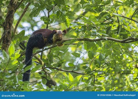 Indian Giant Squirrel stock photo. Image of brown, wilderness - 293618586