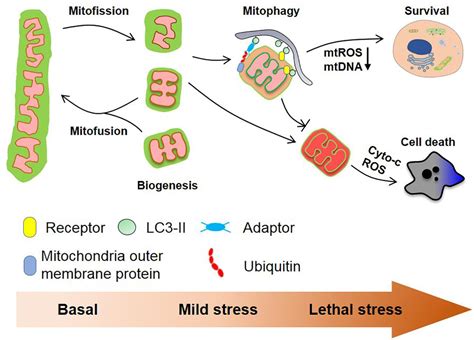 Frontiers Mitophagy Mitochondrial Homeostasis And Cell Fate