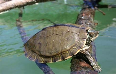 How To Setup An Ideal Map Turtle Habitat? – The Turtle Hub