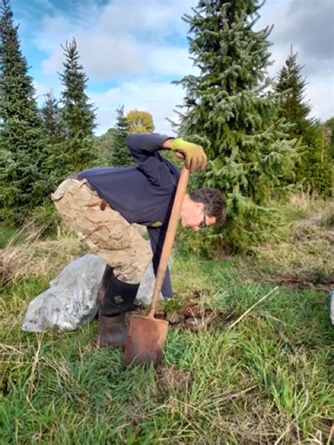 Planting Baby Christmas Trees Frenchay Christmas Tree Farm