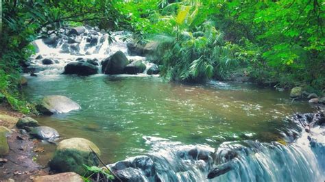 Calming Stream Sounds And Birds Chirping In Indonesian Forest To Relax