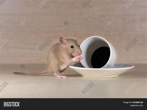 Morning Coffeerat Pet Image And Photo Free Trial Bigstock