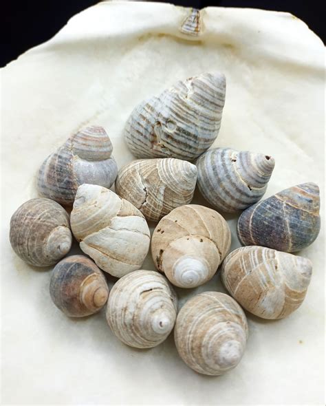 Periwinkle Shells Etsy