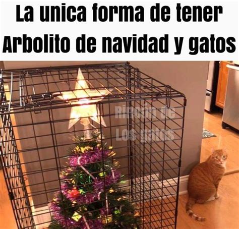 Top memes de gatos en español Memedroid