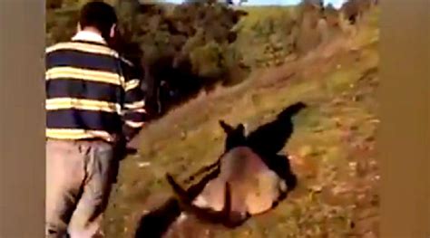 Man Arrested Over Brutal Attack on Helpless Kangaroo in Australia