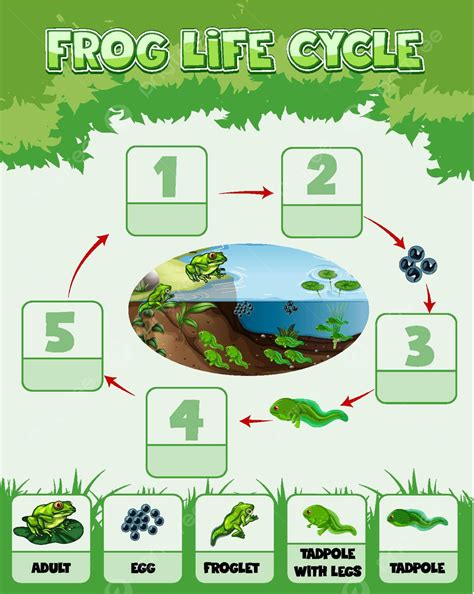 Diagrama Mostrando O Ciclo De Vida Do Sapo Sapo Sapo Ao Ar Livre Vetor