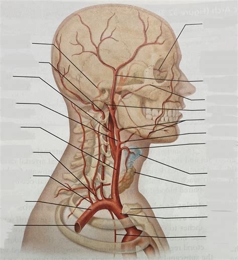 Arteries Of The Head And Neck Diagram Quizlet