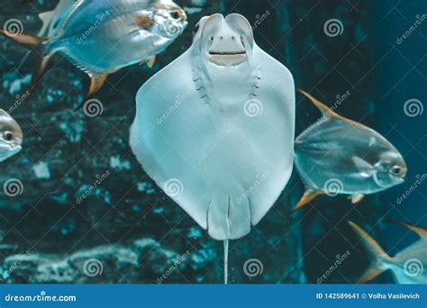 Cute Stingray Swims In Aquarium Close Up Bottom View Stock Image