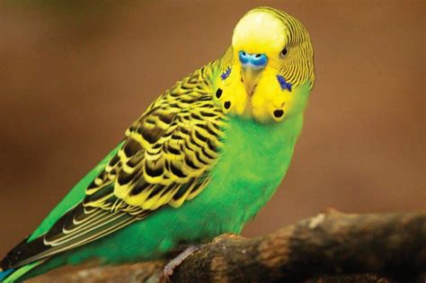 The Budgerigar: AKA Budgies, Parakeets - Pet Junction