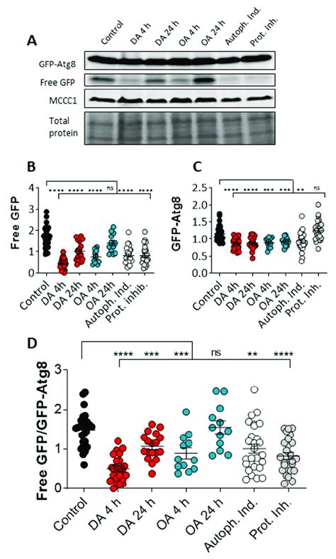 Decanoic Acid Enhances Autophagic Flux In Dictyostelium Autophagic