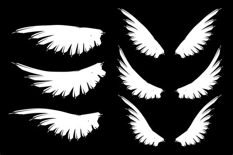 Set of bird wings. White and black wings.