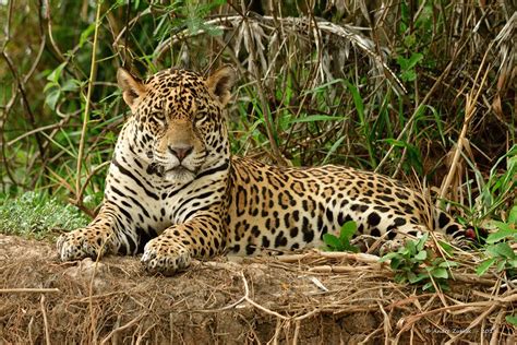 Onça Do Pantanal Tamanho - No rastro das onças: por dentro do projeto Felinos Pantaneiros e sua ...