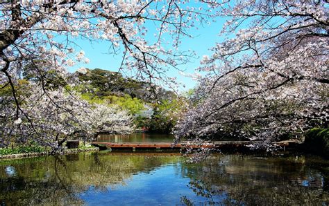 Tsurugaoka Hachimangu Shrine Travel Japan Japan National Tourism