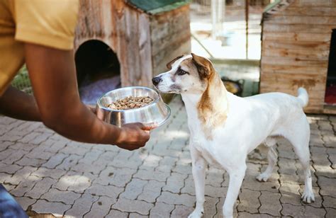 Get Involved | Animal Shelter of Sullivan County