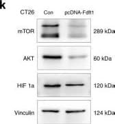 Hif Alpha Antibody H Alpha Nb Novus Biologicals