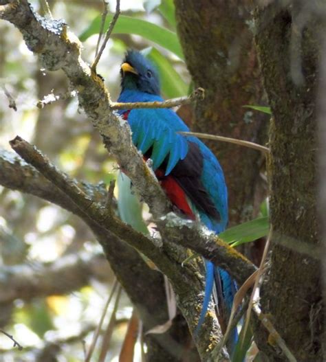 The Real Birding Hotspots Of Costa Rica Part One Costa Rica Living