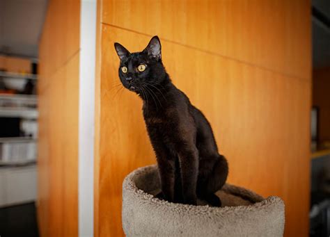 17 Black Cat Breeds You Need to Know - PureWow