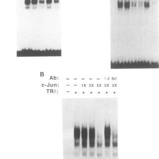 Binding of AP-1 but not TRs to the AP-1 site. c-Jun, c-Fos, TRa, and ... 