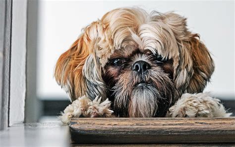 Shih Tzu Close Up Shaggy Dog Pets Muzzle Cute Animals Dogs Shih