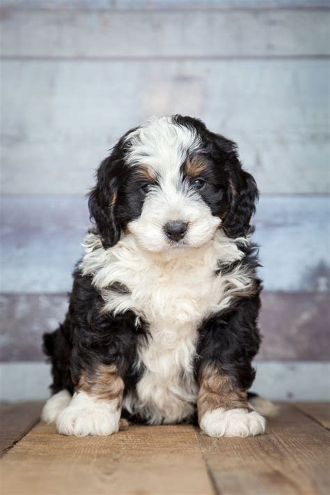 Bernedoodle Dog Breed Info Bernese Mountain Dog Poodle Mix Dog Breed