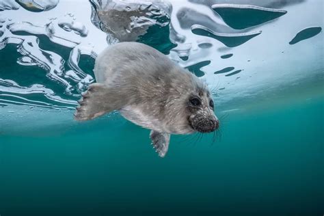 These Photos Of Adorable Baikal Seals Above And Beneath The Water Will