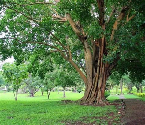 Narra Tree