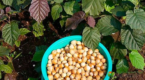 Посадка фундука: выращивание и уход за фундуком – Agro-Market