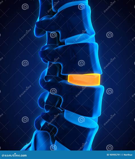 T7 Disc Thoracic Spine Anatomy Stock Photo 50003784