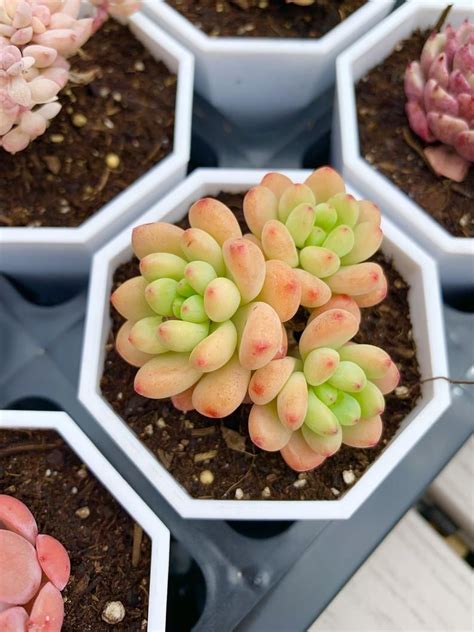 Rare Succulent Sedum Clavatum Shangrila Etsy Sedum Echeveria All