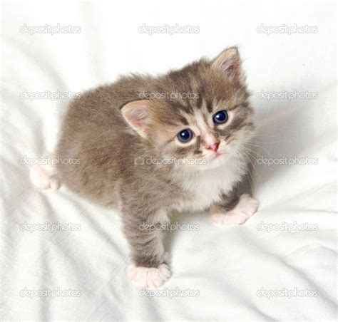 Small cute kitten. — Stock Photo © rrraum #49419515